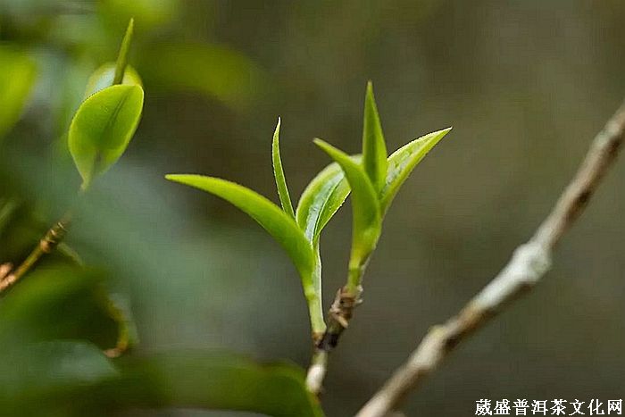 細品「倚邦貢茶」之帝王氣息！