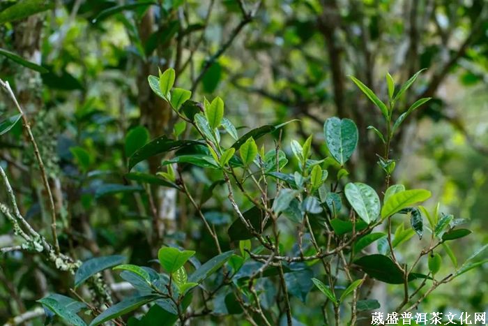 茶訊‖云南趕超貴州，2019年茶園面