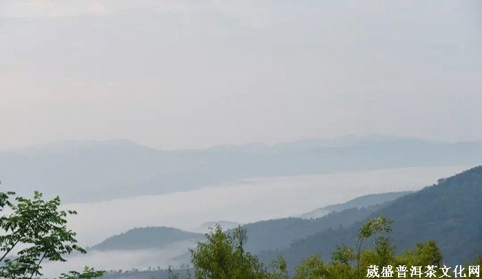 《云南茶界名人錄》︱張明春：茶葉、藝術(shù)、文化，三者并行齊力助推云茶發(fā)展